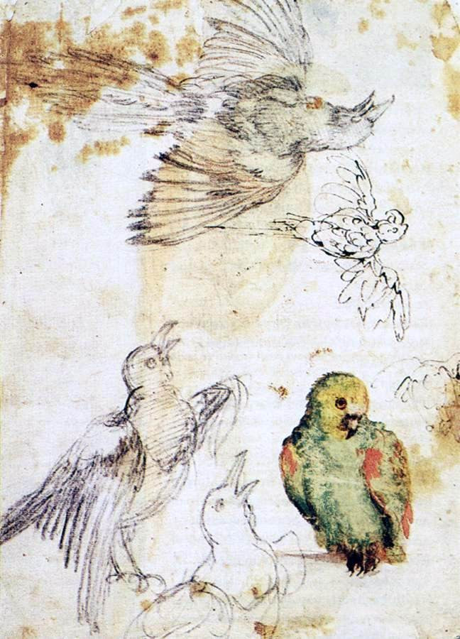 Giovanni Da Udine Study of a Parrot and Other Birds - Hand Painted Oil Painting
