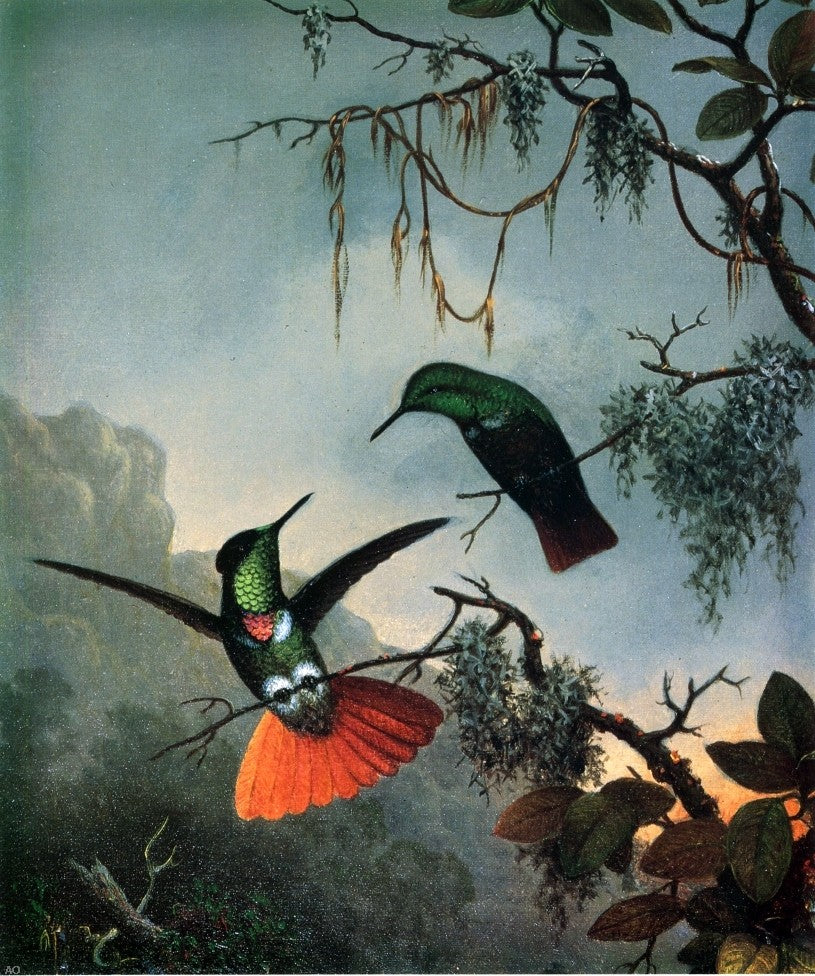 Martin Johnson Heade Two Hummingbirds - Hand Painted Oil Painting