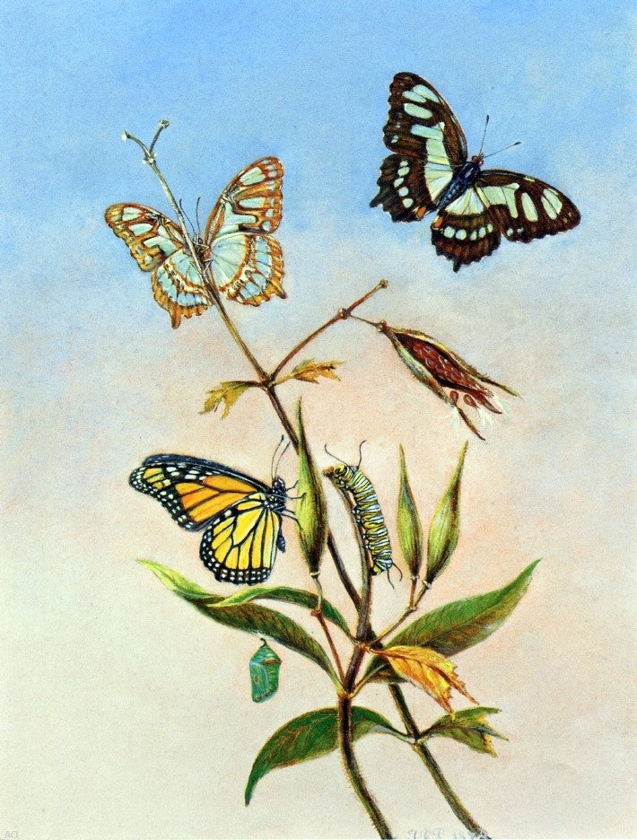 II Titian Ramsey Peale Butterflies - Hand Painted Oil Painting