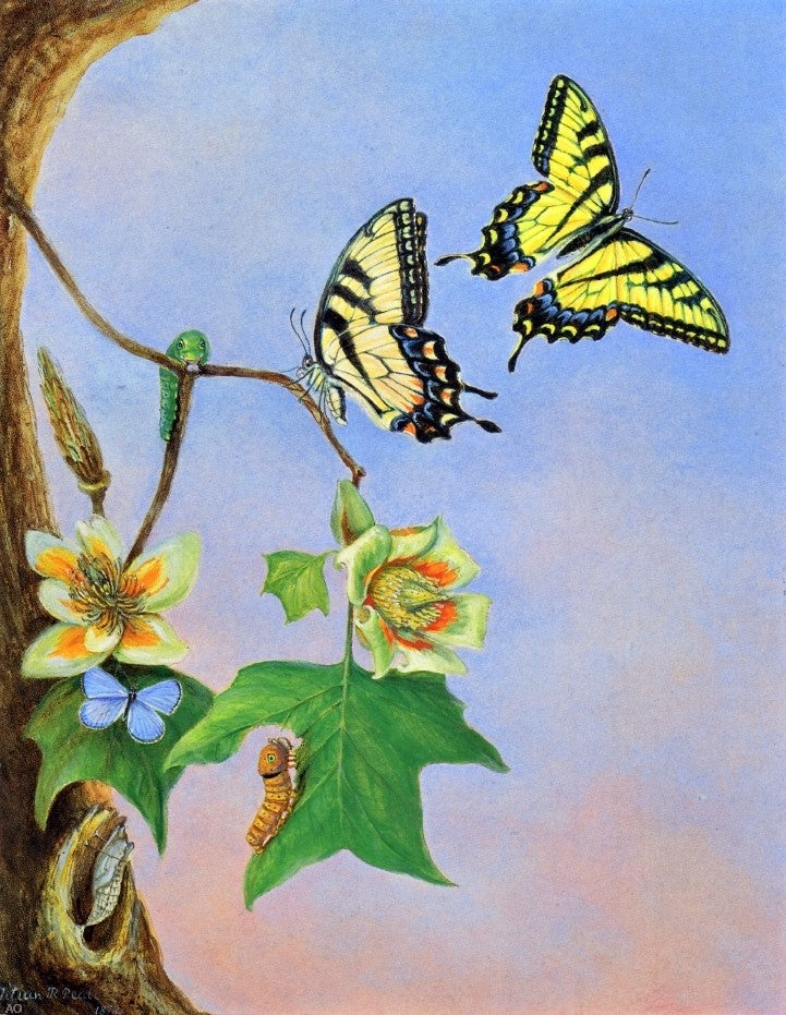 II Titian Ramsey Peale Butterflies (also known as Papilio Turnus) - Hand Painted Oil Painting