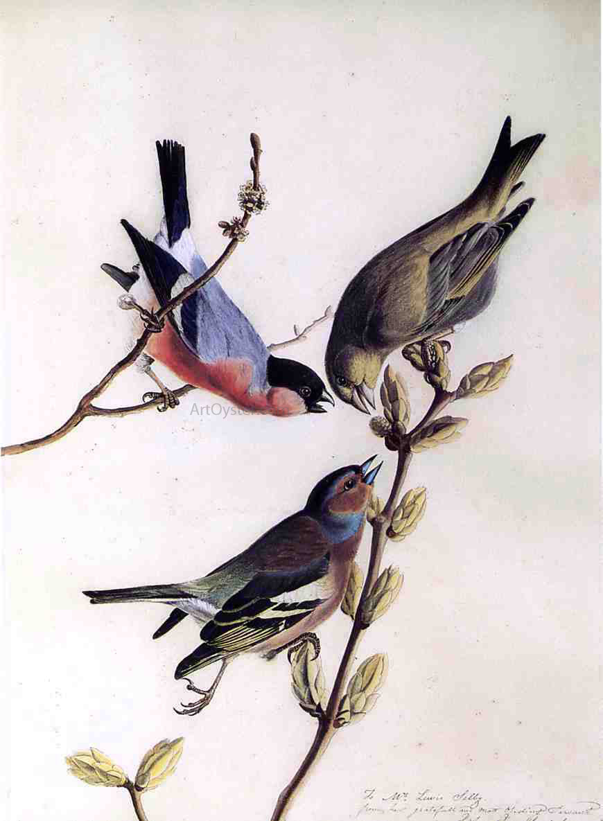 John James Audubon A Chaffinch, Bullfinch and Greenfinch on a Branch of Budding Chestnuts - Hand Painted Oil Painting