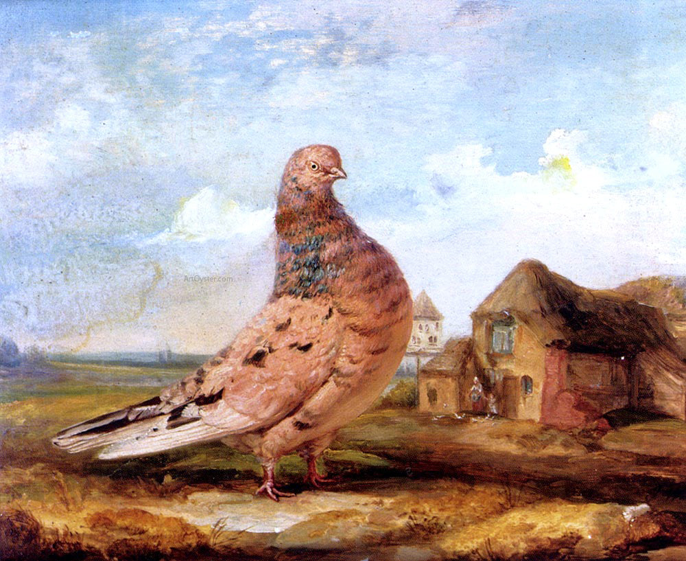 James Ward A Fancy Pigeon - Hand Painted Oil Painting