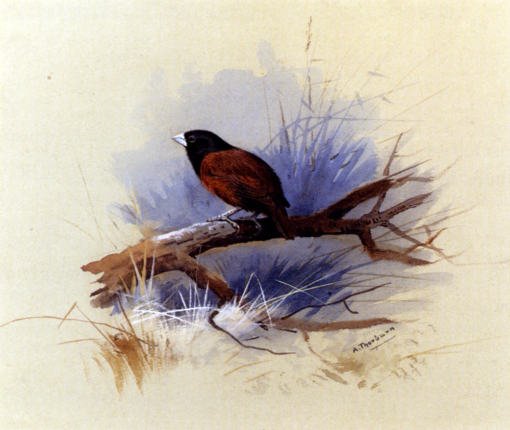 Archibald Thorburn A Nepalese Black-Headed Nun in the Branch of a Tree - Hand Painted Oil Painting