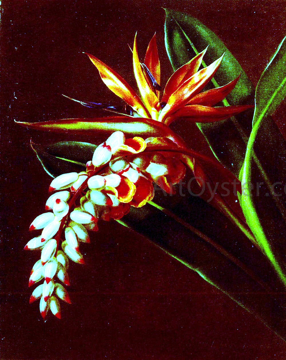 Johan Laurentz Jensen Bird Of Paradise - Hand Painted Oil Painting