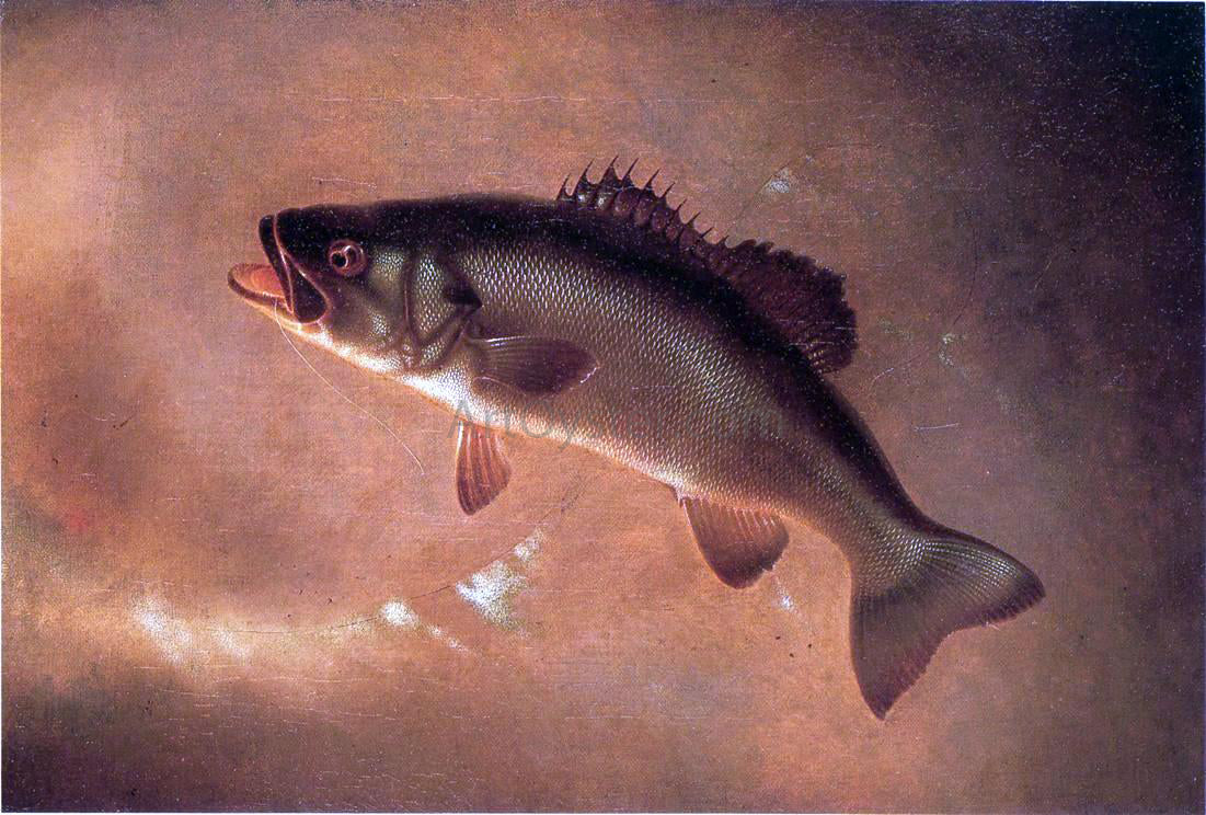 Gurdon Trumbull Broadtail Bass - Hand Painted Oil Painting