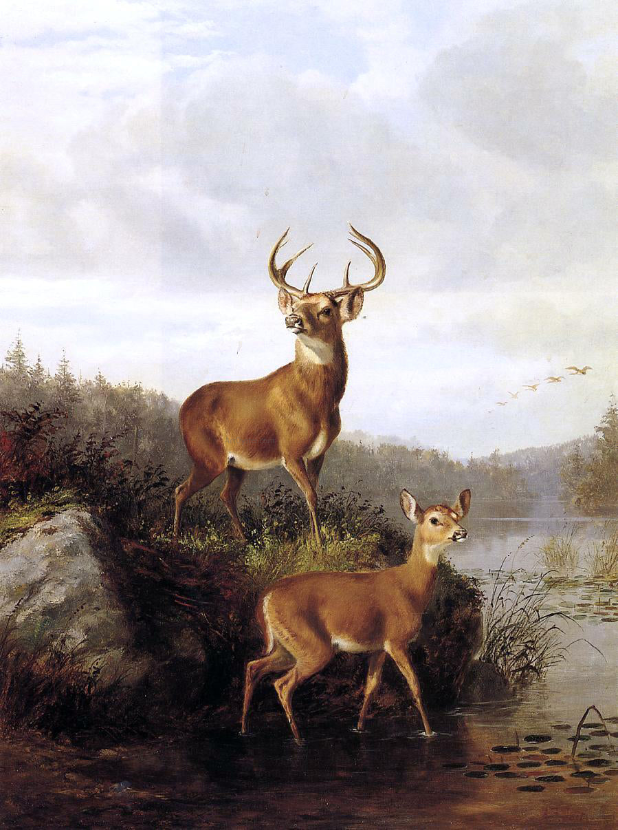 Arthur Fitzwilliam Tait Buck and Doe - Hand Painted Oil Painting