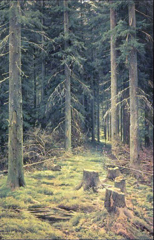 Ivan Ivanovich Shishkin Coniferous Forest - Hand Painted Oil Painting