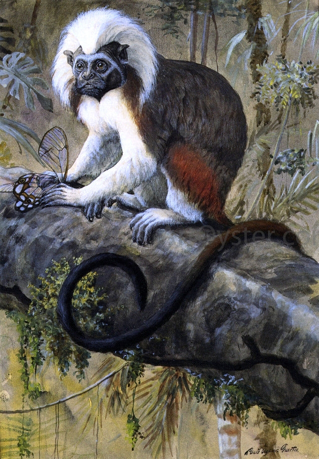Louis Agassiz Fuertes Cotton-Topped Tamarin - Hand Painted Oil Painting