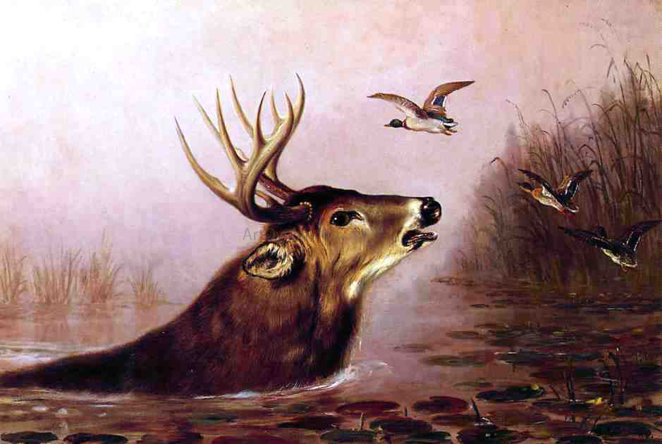 Arthur Fitzwilliam Tait A Deer in Marsh - Hand Painted Oil Painting