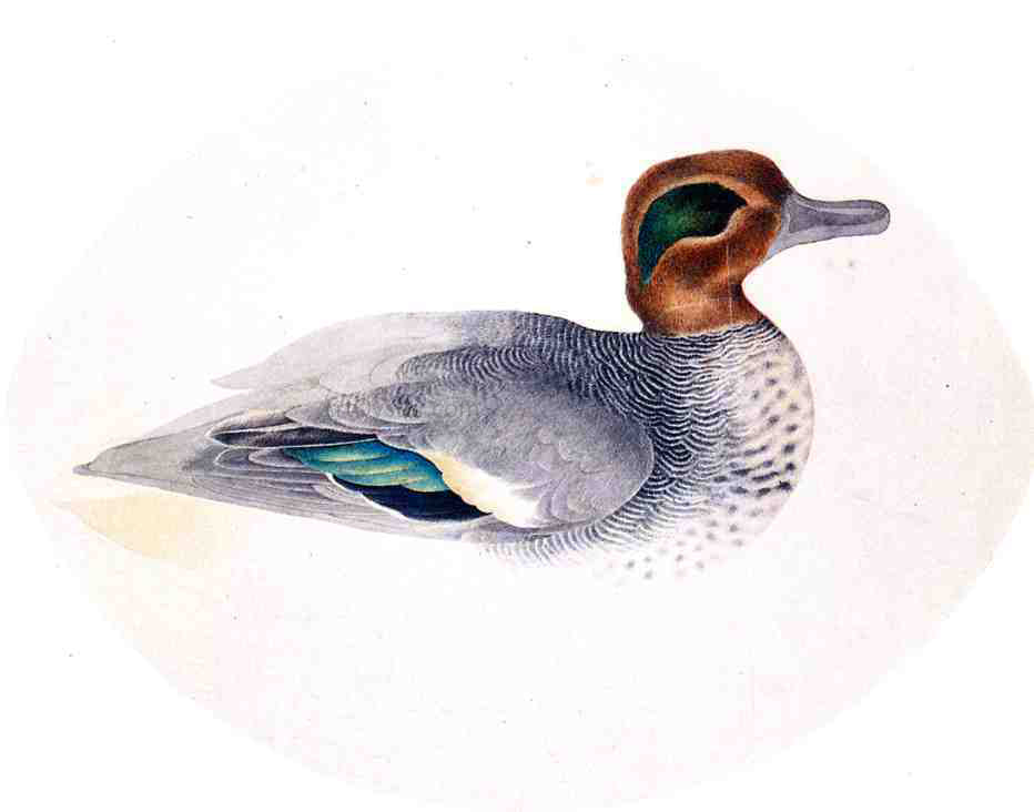 John James Audubon Green Winged Teal - Hand Painted Oil Painting