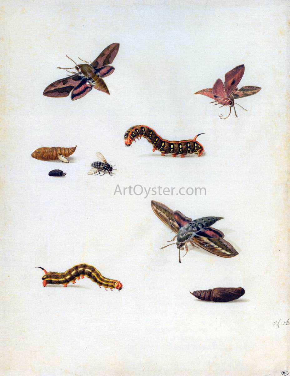 Herman Henstenburgh Insects - Hand Painted Oil Painting