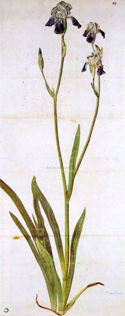 Albrecht Durer Iris - Hand Painted Oil Painting