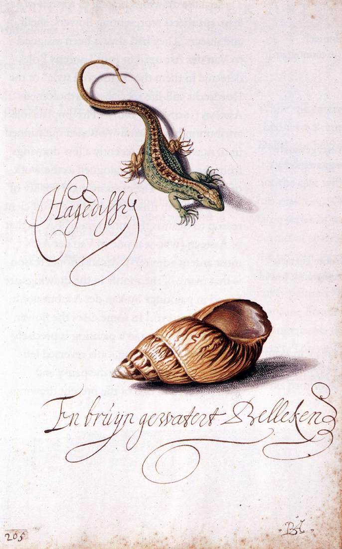 Balthasar Van der Ast Lizard and Shell - Hand Painted Oil Painting