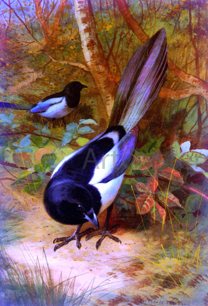 Archibald Thorburn Magpies - Hand Painted Oil Painting
