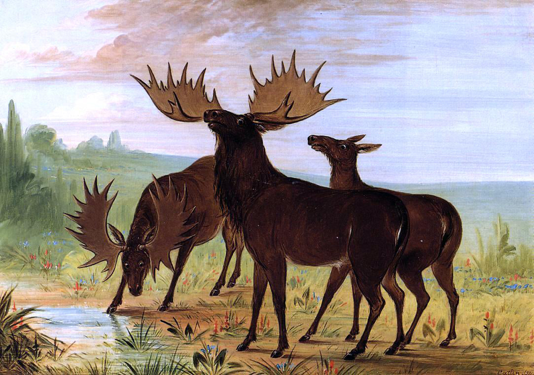 George Catlin Moose at Waterhole - Hand Painted Oil Painting