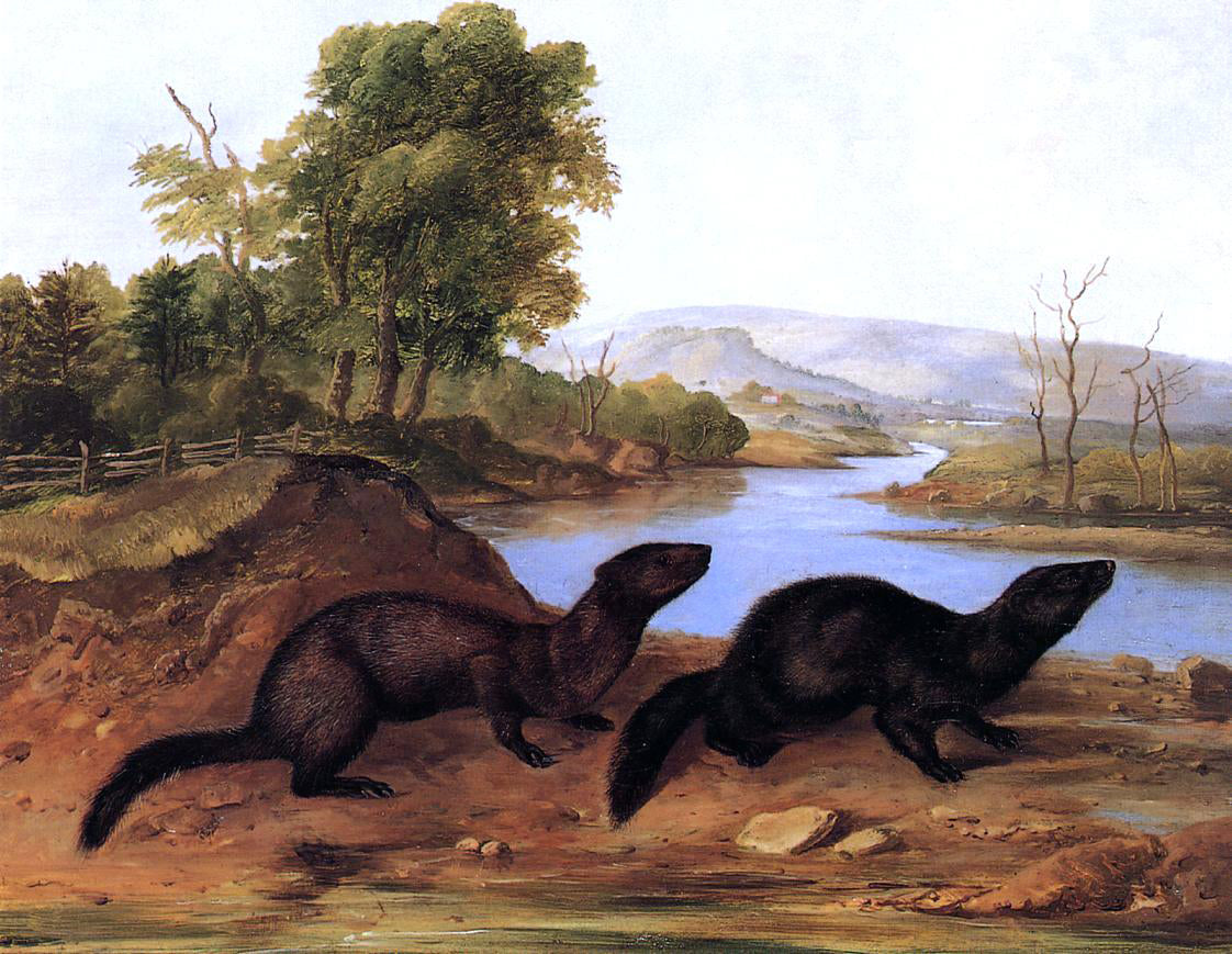 John Woodhouse Audubon Mountain Brook Minks - Hand Painted Oil Painting