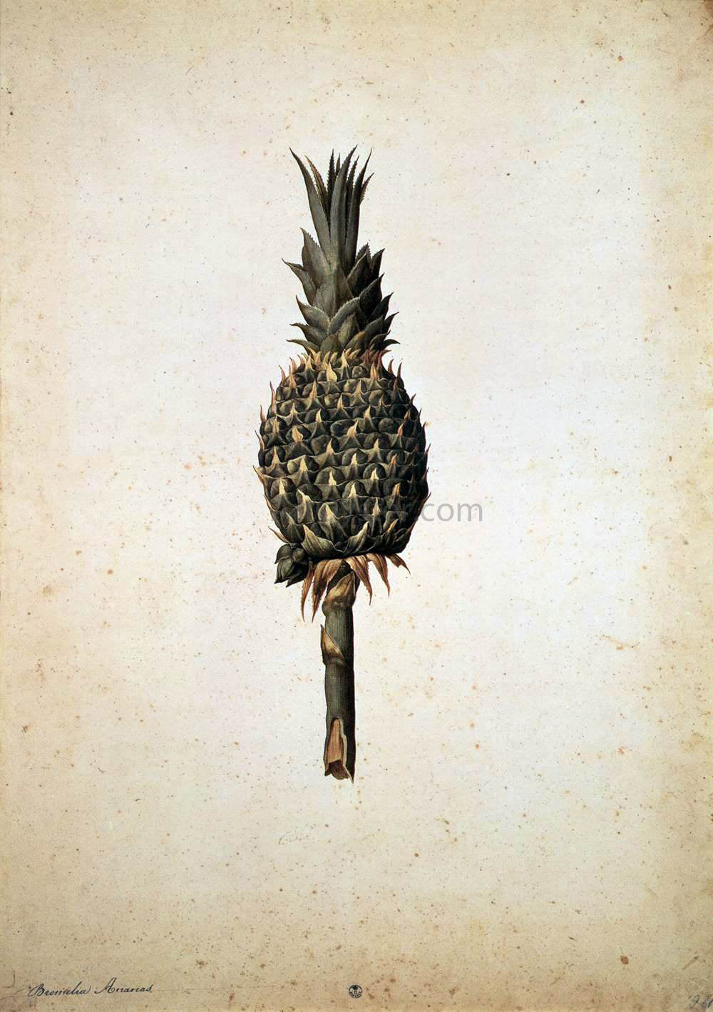 Jacopo Ligozzi Pineapple (Bromelia ananas) - Hand Painted Oil Painting