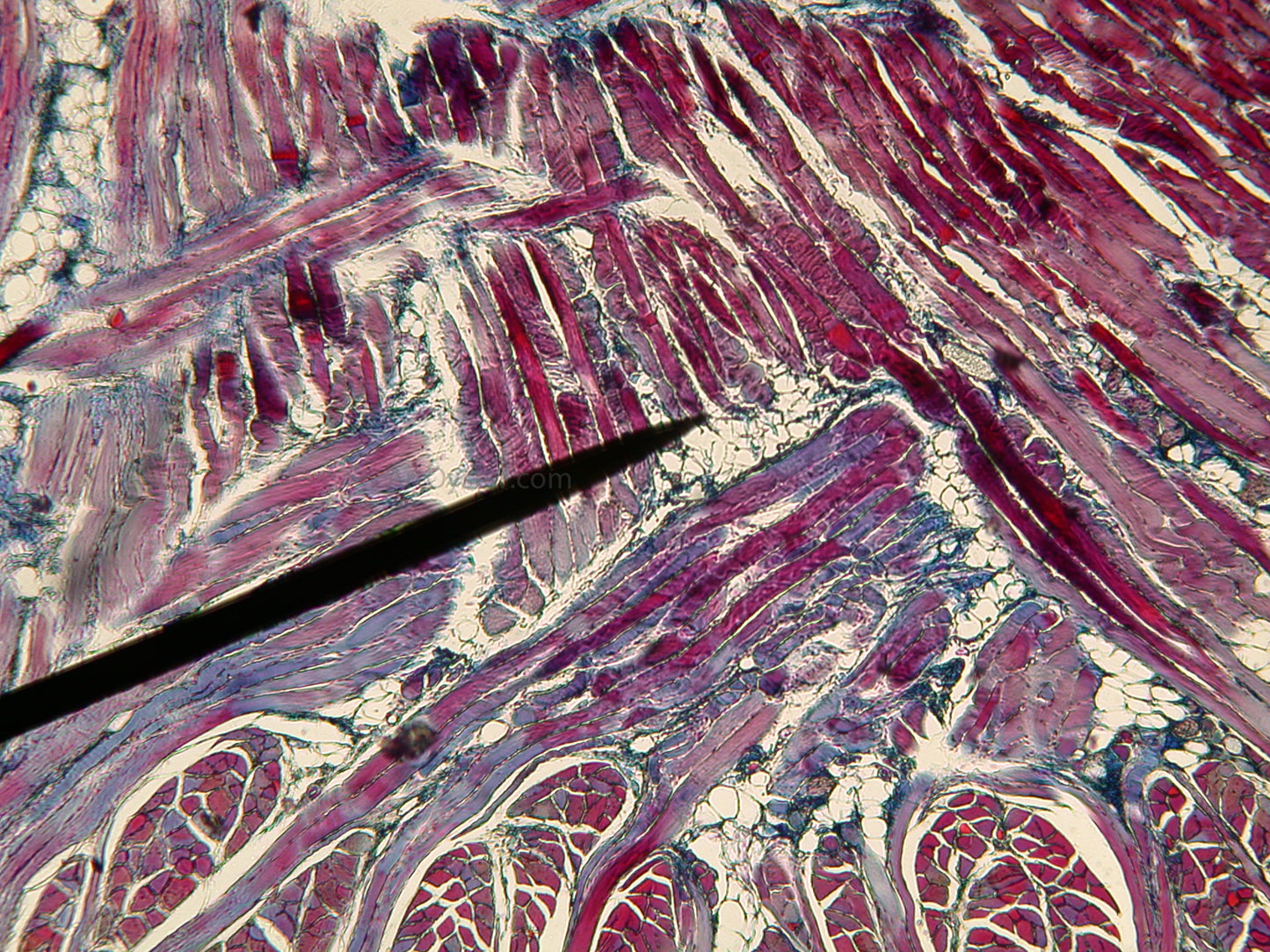 Our Original Collection Purple Intrusion - Hand Painted Oil Painting