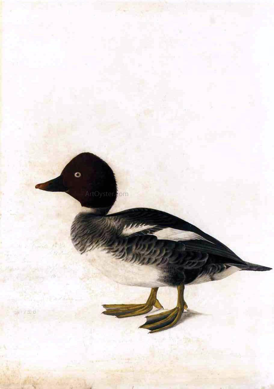 John James Audubon Redhead Duck - Hand Painted Oil Painting