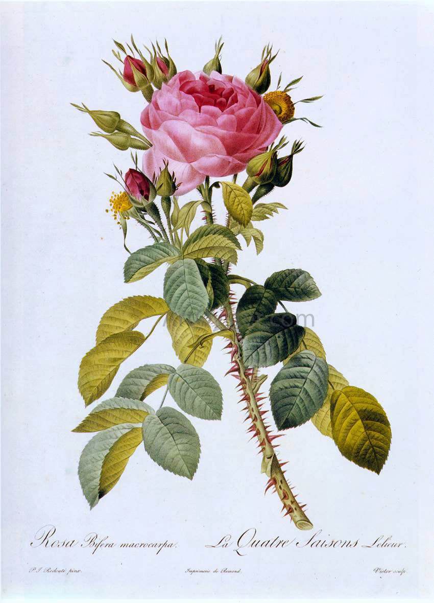  Pierre-Joseph Redoute Rosa Bifera Macrocarpa - Hand Painted Oil Painting
