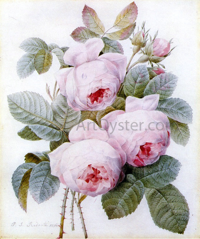 Pierre-Joseph Redoute Roses - Hand Painted Oil Painting
