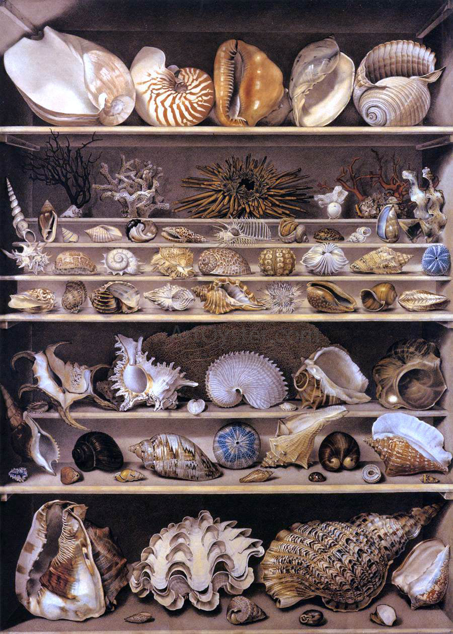 Alexandre-Isidore Leroy De Barde Selection of Shells Arranged on Shelves - Hand Painted Oil Painting