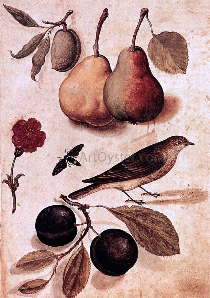 Ulisse Aldrovandi Specimens of Nature - Hand Painted Oil Painting