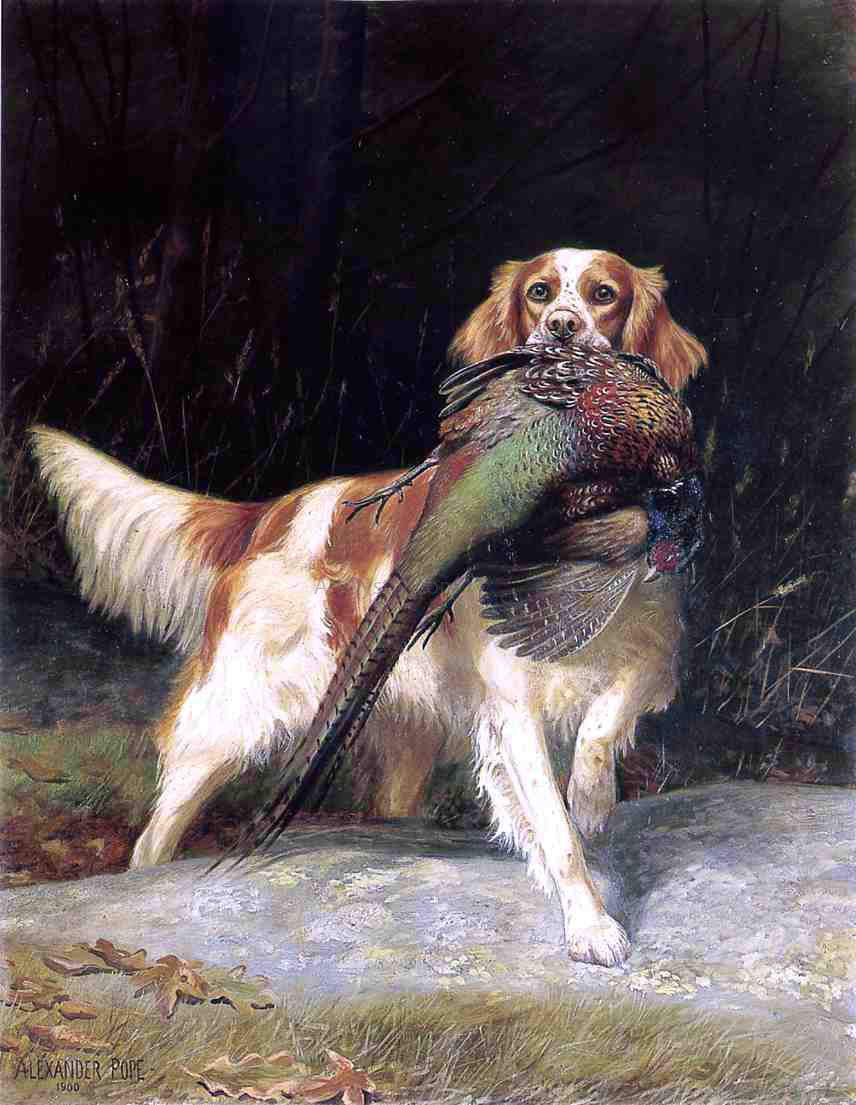 Alexander Pope Springer Spaniel with Pheasant - Hand Painted Oil Painting