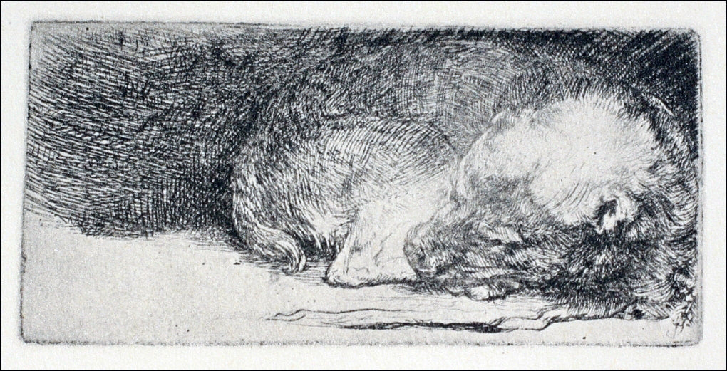 Rembrandt Van Rijn The Little Dog Sleeping - Hand Painted Oil Painting