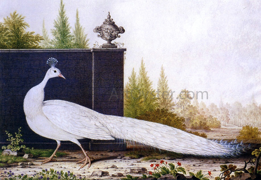 Nicolas Robert The White Peacock - Hand Painted Oil Painting