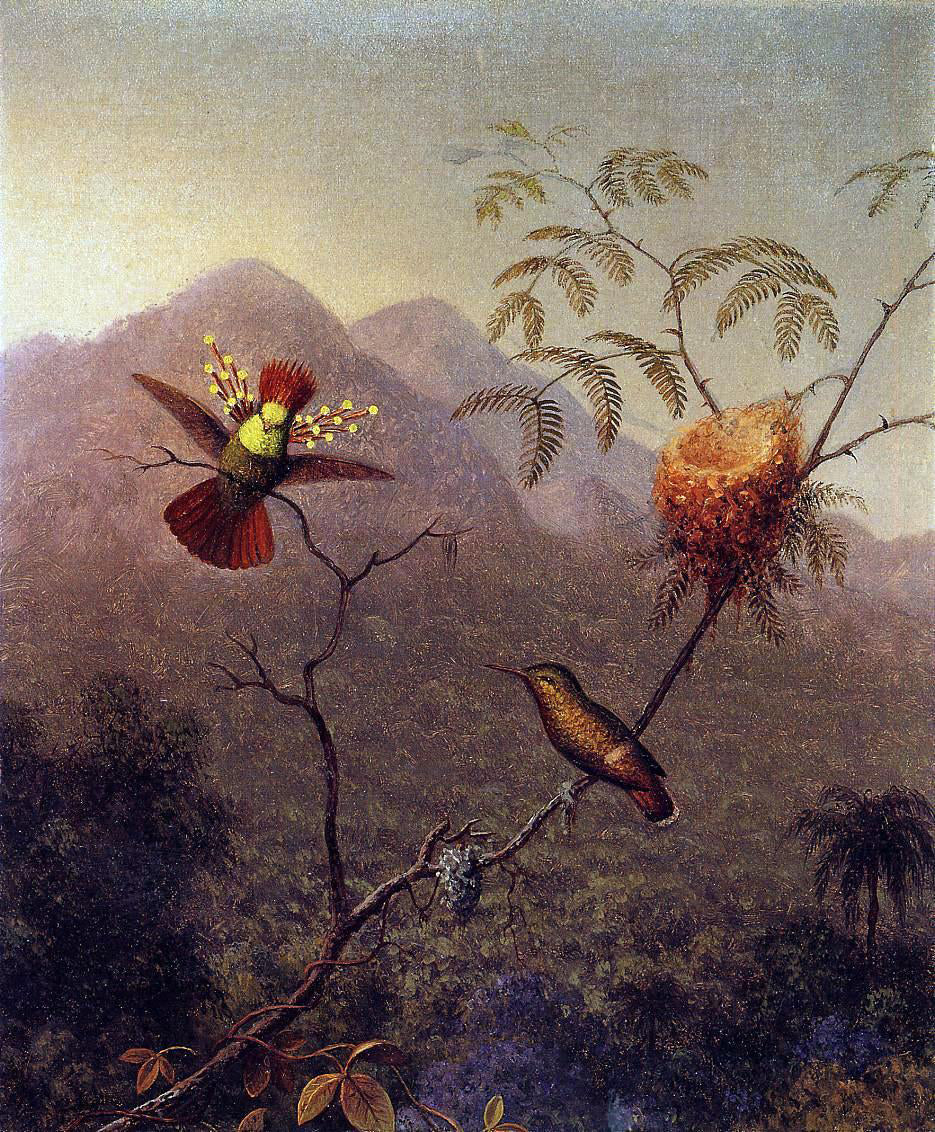 Martin Johnson Heade Tufted Coquette - Hand Painted Oil Painting