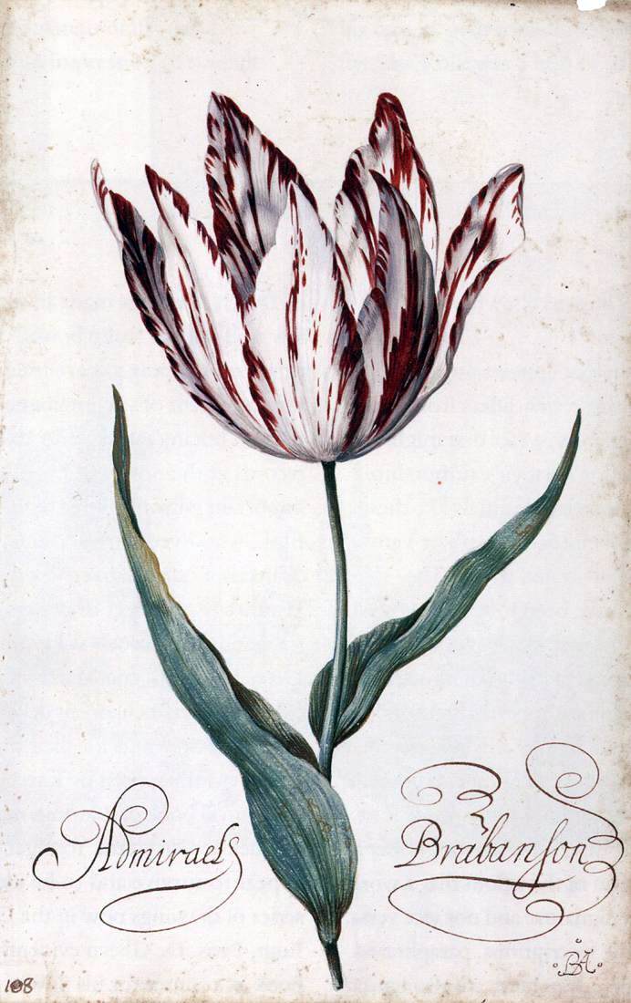 Balthasar Van der Ast Tulip - Hand Painted Oil Painting