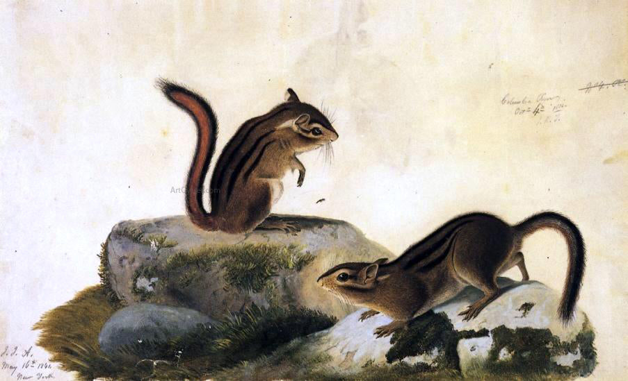 John James Audubon Two Ground Squirrels - Hand Painted Oil Painting