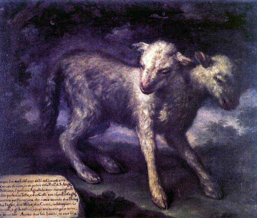 Bartolomeo Bimbi Two-Headed Lamb - Hand Painted Oil Painting