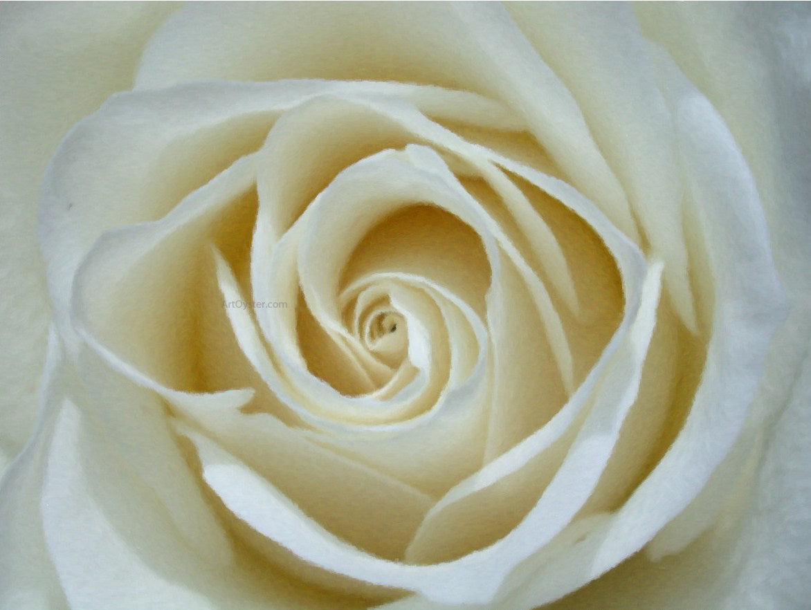 Our Original Collection White Rose Detail - Hand Painted Oil Painting
