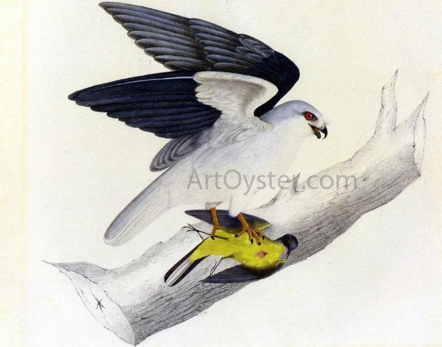  John James Audubon White-Tailed Kite - Hand Painted Oil Painting