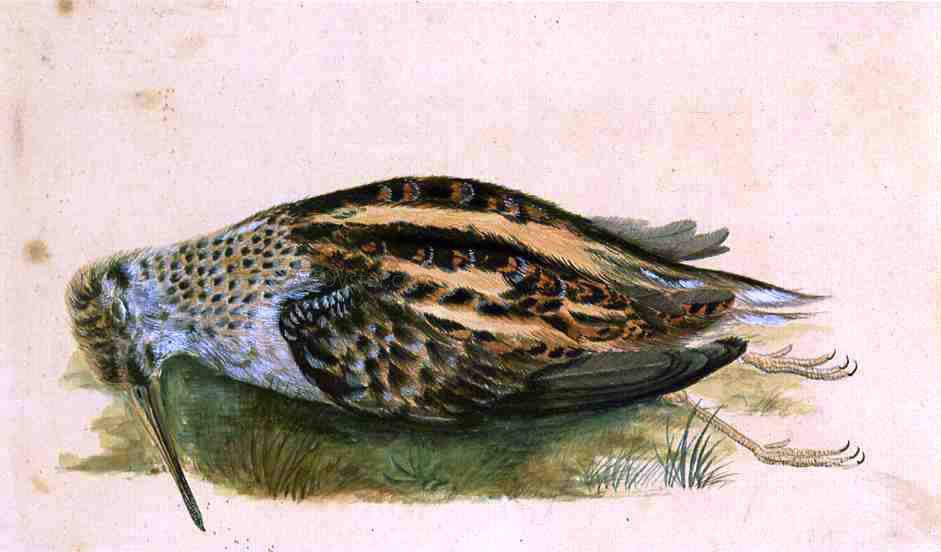  John James Audubon Woodcock - Hand Painted Oil Painting