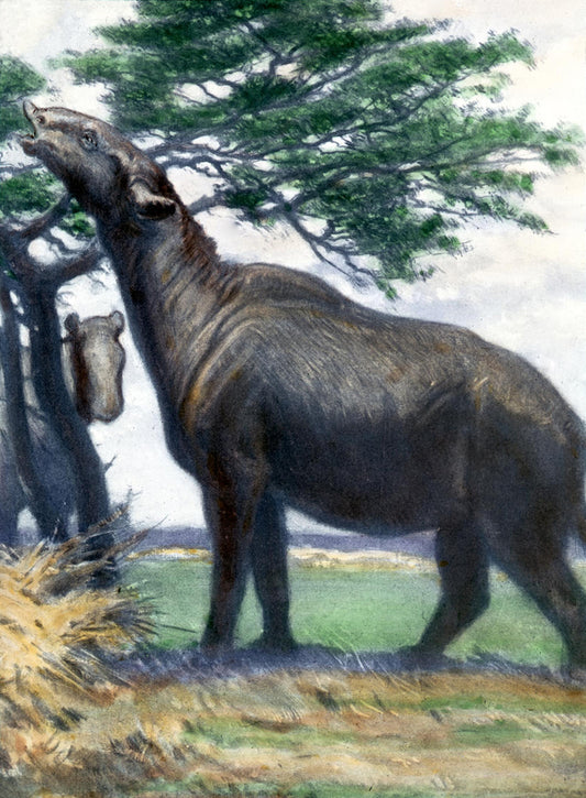 Charles R. Knight Paraceratherium - Hand Painted Oil Painting
