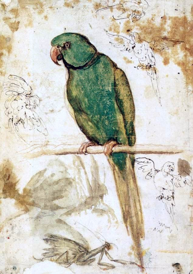  Giovanni Da Udine Study of a Parrot - Hand Painted Oil Painting