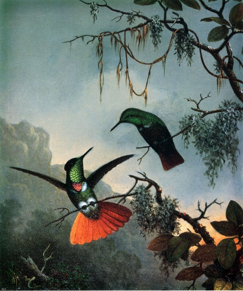  Martin Johnson Heade Two Hummingbirds - Hand Painted Oil Painting