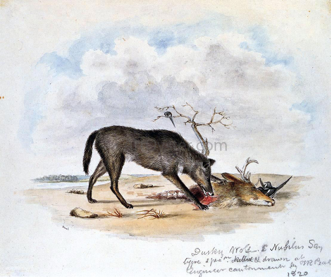  II Titian Ramsey Peale Dusky Wolf (Lupus Nubilus) (also known as Devouring a Mule-Deer Head) - Hand Painted Oil Painting