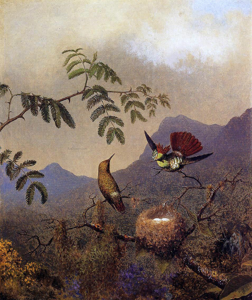  Martin Johnson Heade Frilled Coquette - Hand Painted Oil Painting