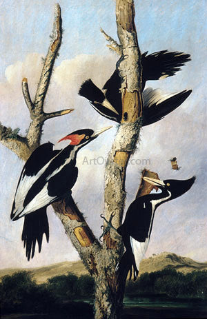 Joseph Bartholomew Kidd Ivory-billed Woodpeckers - Hand Painted Oil Painting