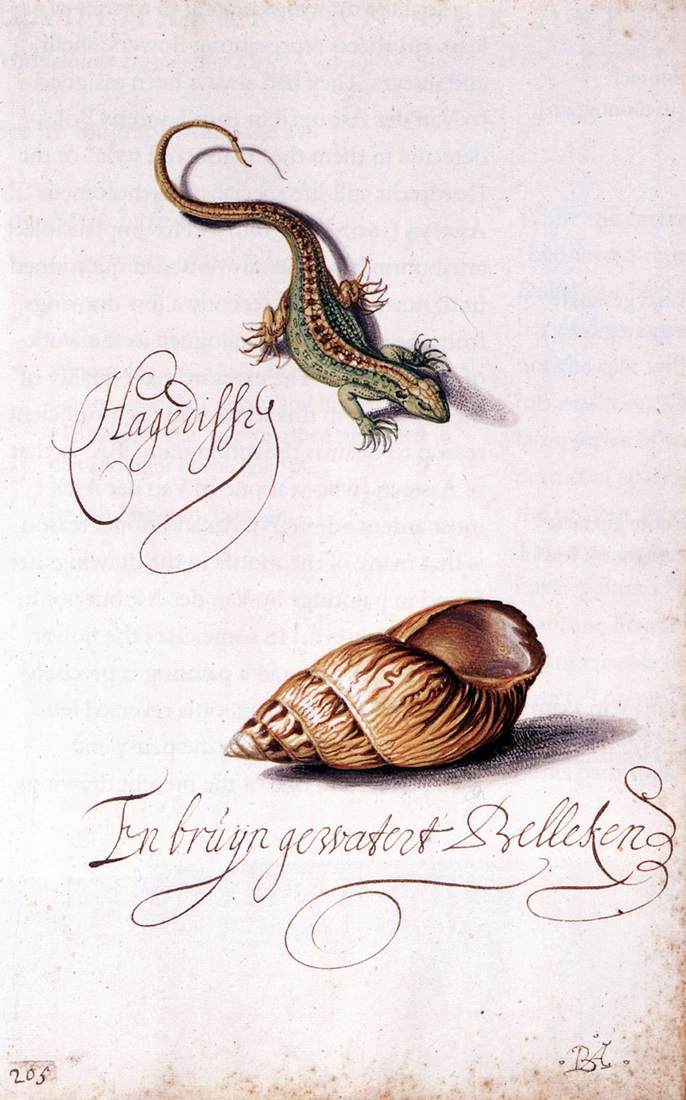  Balthasar Van der Ast Lizard and Shell - Hand Painted Oil Painting