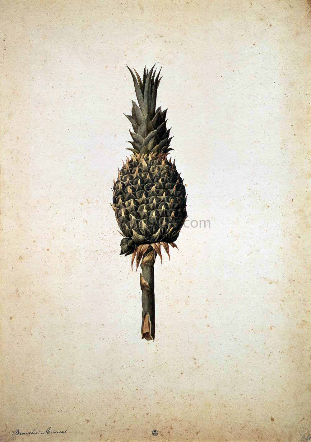  Jacopo Ligozzi Pineapple (Bromelia ananas) - Hand Painted Oil Painting