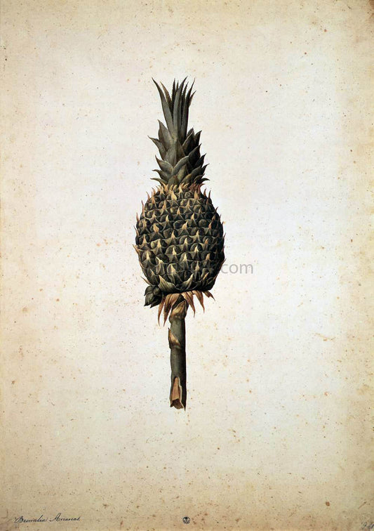  Jacopo Ligozzi Pineapple (Bromelia ananas) - Hand Painted Oil Painting