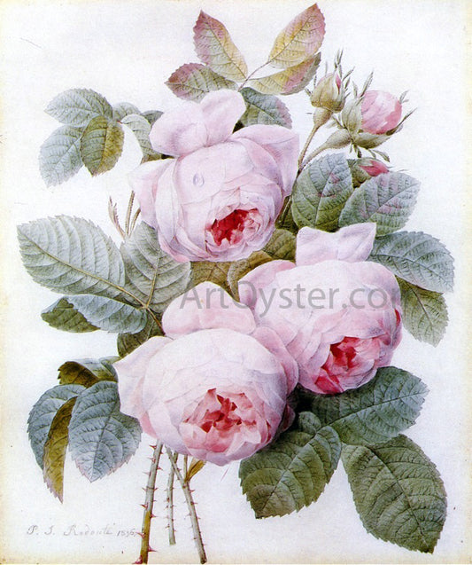  Pierre-Joseph Redoute Roses - Hand Painted Oil Painting